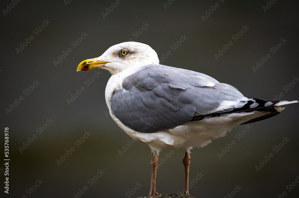 Fototapeta premium portrait of a gull