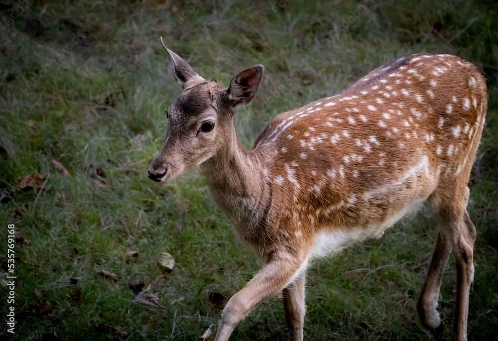 deer in the woods