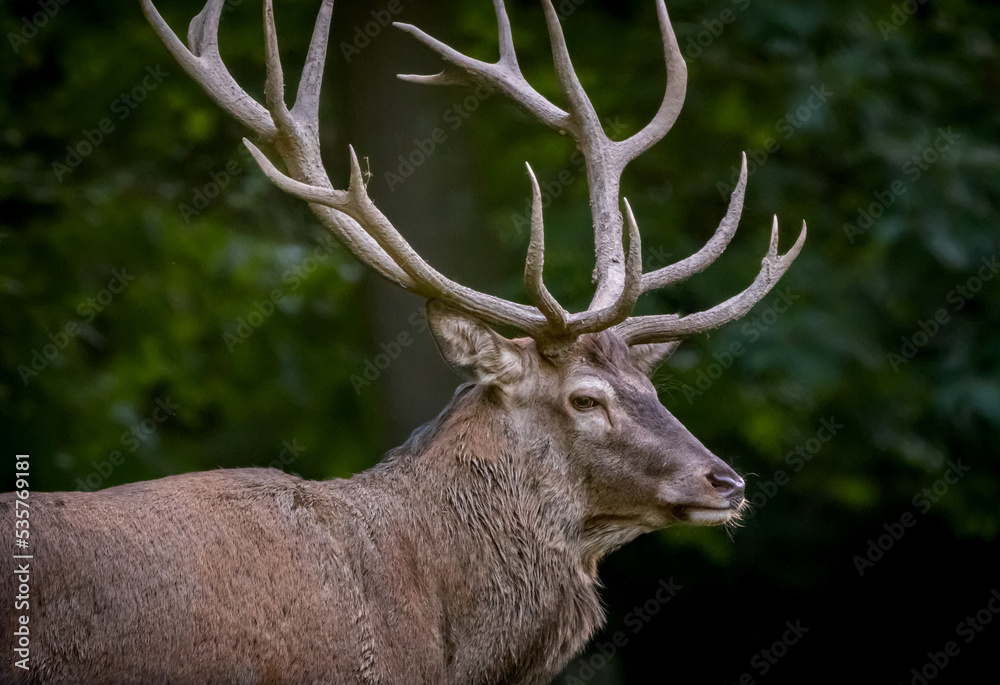 deer in the forest deer in the forest
