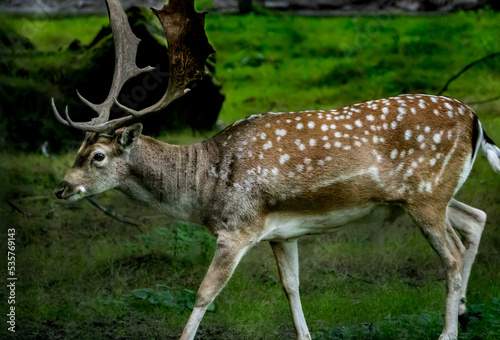 deer in the forest