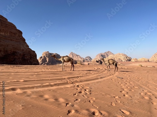 camels in the desert
