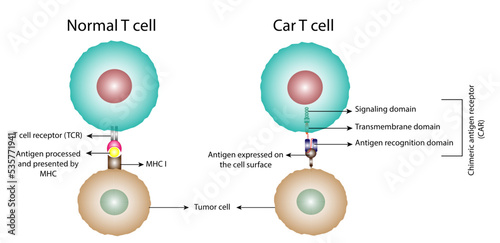 Normal T cell and Chimeric antigen receptor T cell ,CAR T cell, for use in immunotherapy. chemotherapy. vector illustration.