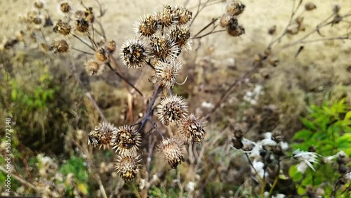 dry thorn in the field. dry thorn in autumn moves from the wind close-up video