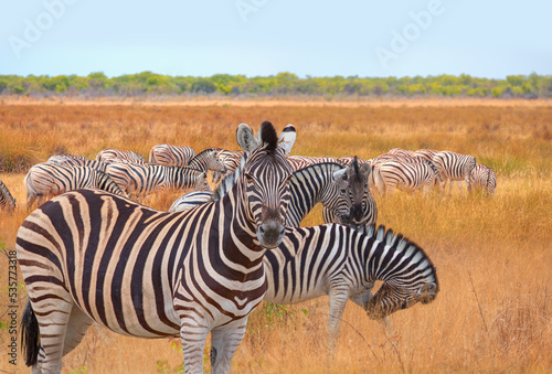 Herd of zebras in yellow grass - Etosha park  Namibia