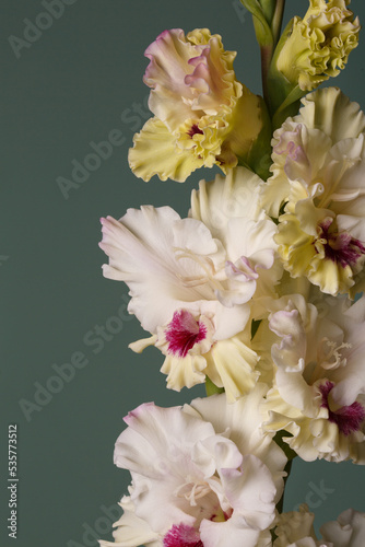 Fragment of gladiolus inflorescence white flower with burgundy center isolated on green background.