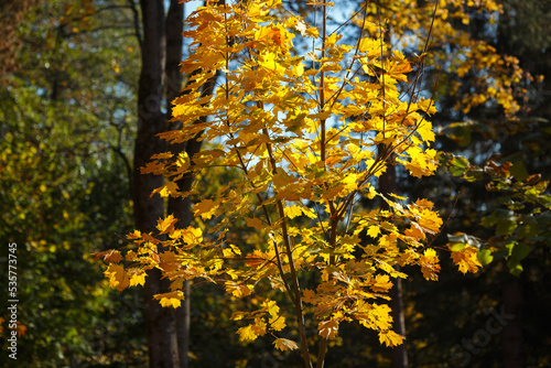 Yellow maple crown in autumn park.