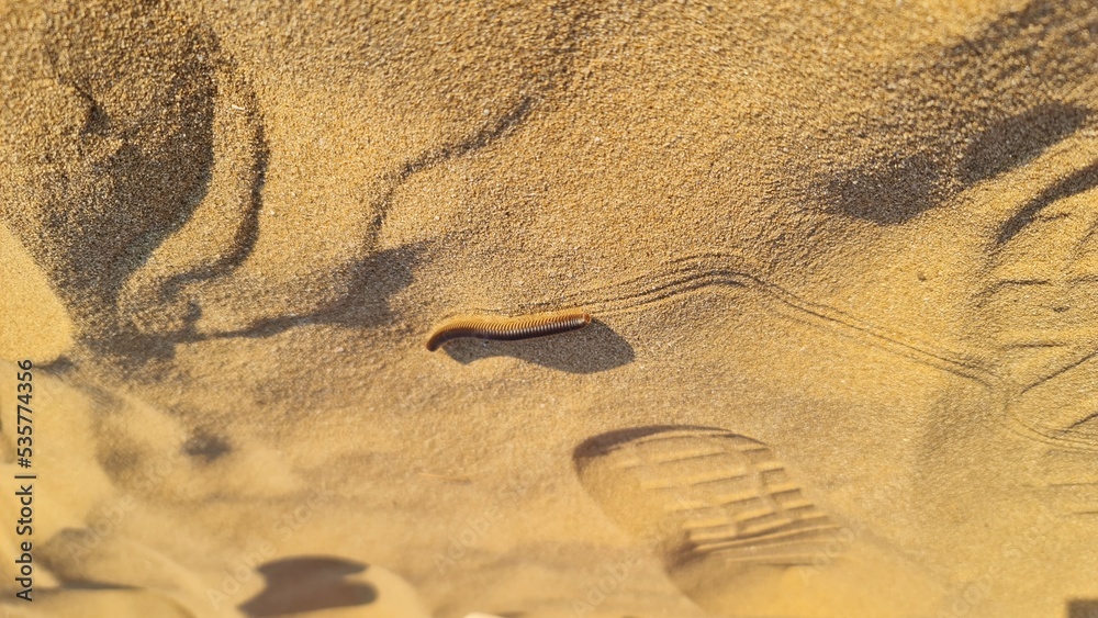 Obraz premium footprint in sand