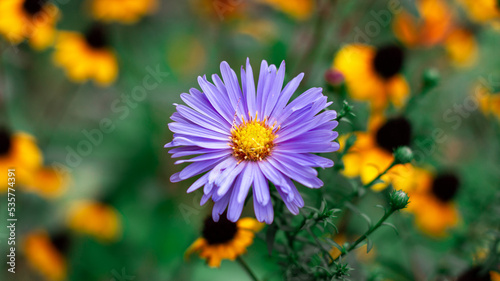 Summer purple flower  - macrophotography