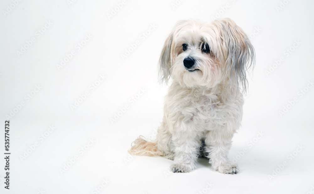 Rassehund hund hunderasse weiß langes fell klein malteser Rassehund hund hunderasse weiß langes fell klein malteser