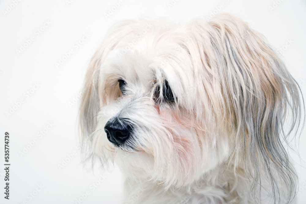 Rassehund hund hunderasse weiß langes fell klein malteser Rassehund hund hunderasse weiß langes fell klein malteser