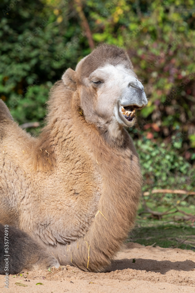 Kamel Bulle beim Fressen