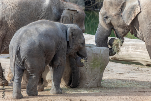 Elefantenfamilie beim Fr  hst  ck
