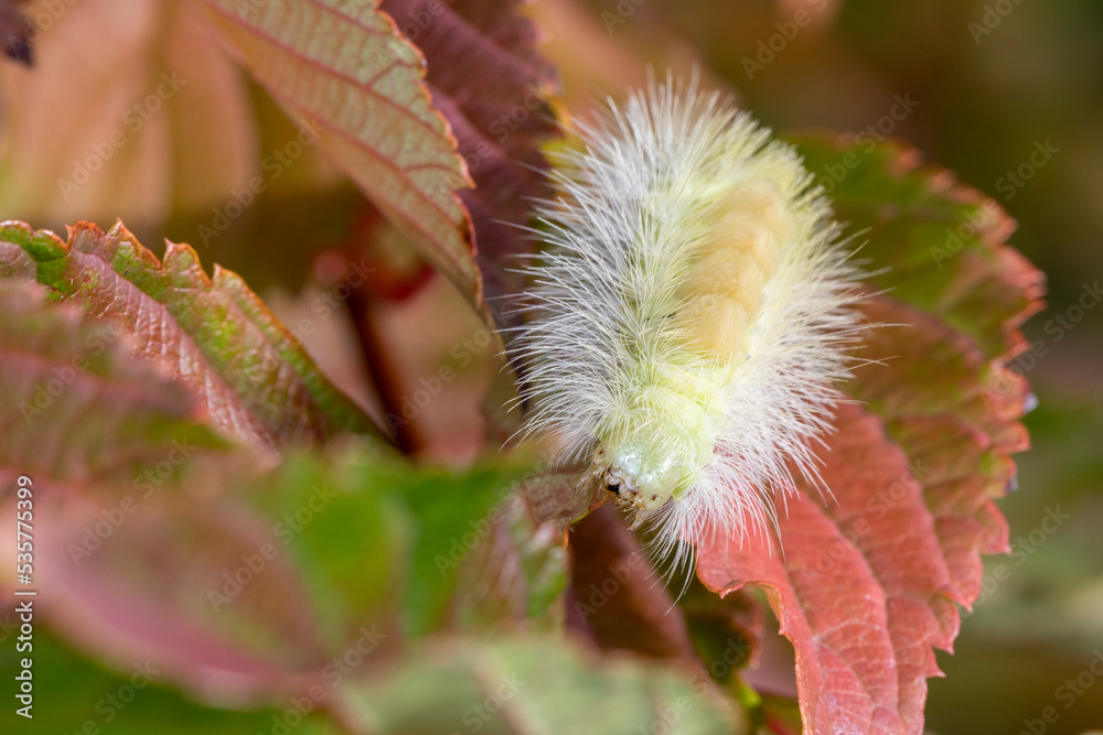 Raupe des Buchenstreckfuss makro im Herbst Raupe des Buchenstreckfuss makro im Herbst