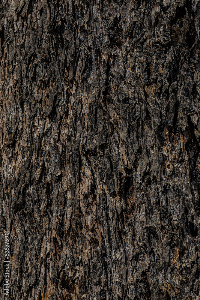 Fototapeta premium bark of a tree close up