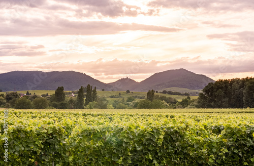 Weinberge im Sonnenuntergang