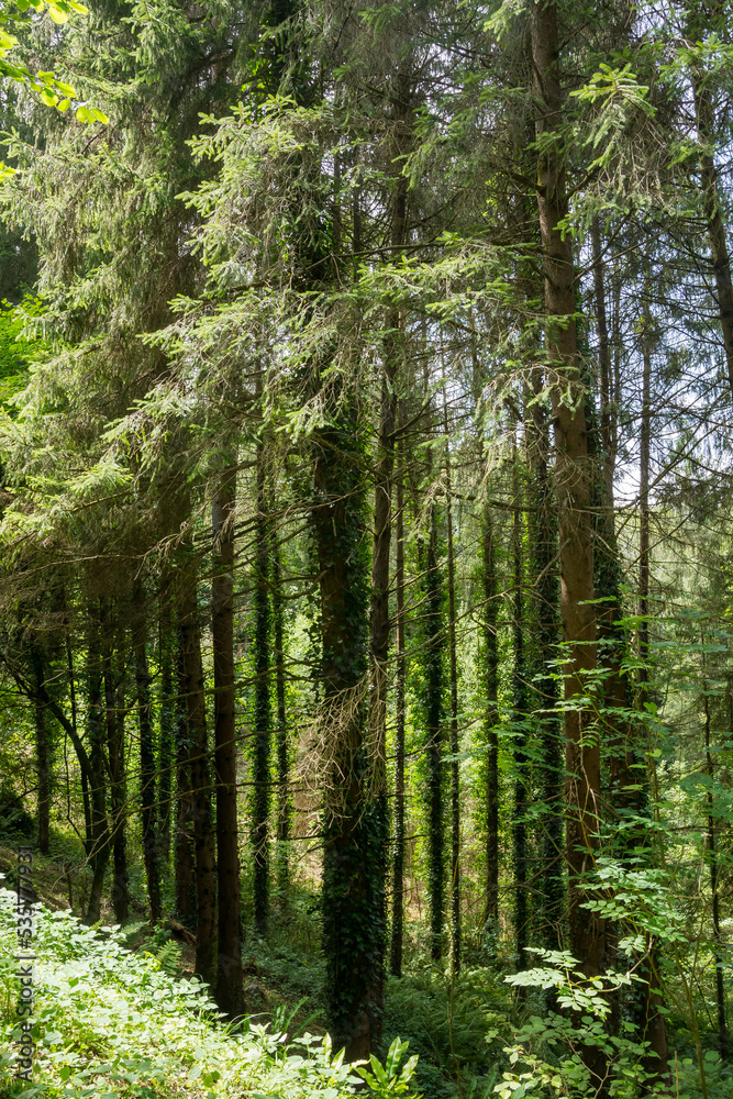 View of the forest and landscape Hautes-Pyrenees, France.