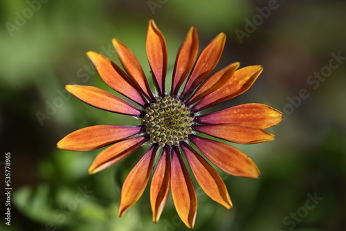 orange flower in the garden, makro, petals