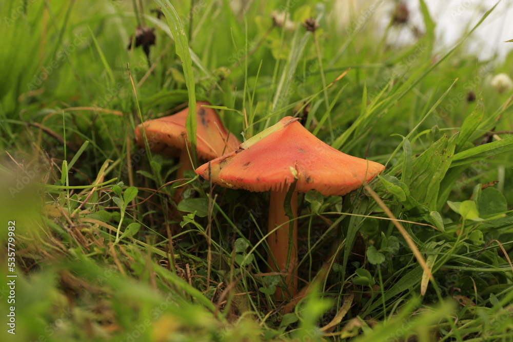 Orangefarbene Pilze in einer Wiese.
Orange, Pilz, Mushroom, Wald, Gras, Wiesen, Pilzkunde, Speisepilze, Zauberpilze, Pilzarten, giftig Orangefarbene Pilze in einer Wiese.
Orange, Pilz, Mushroom, Wald, Gras, Wiesen, Pilzkunde, Speisepilze, Zauberpilze, Pilzarten, giftig