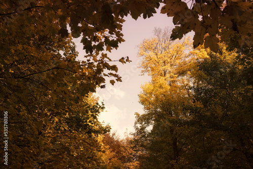 autumn leaves in forest lan...