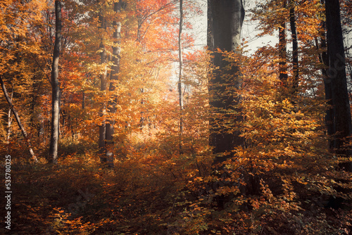 colorful autumn foliage in ...