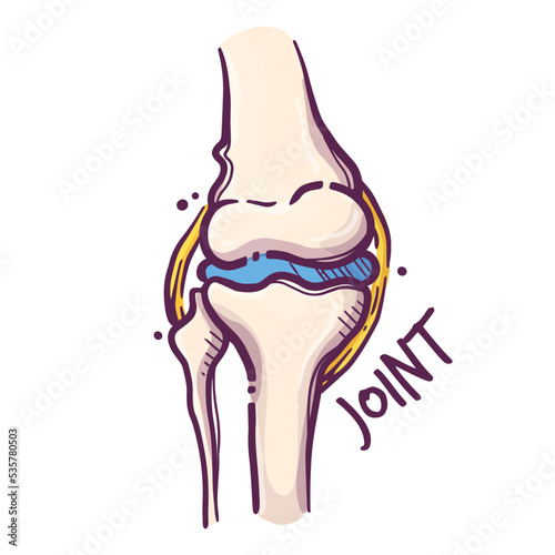 Joint. Humans and animals internal organs. Medical theme for posters, leaflets, books, stickers. Human organ anatomy. Vector hand drawn style illustration.