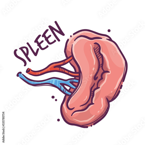 Spleen. Humans and animals internal organs. Medical theme for posters, leaflets, books, stickers. Human organ anatomy. Vector hand drawn style illustration.