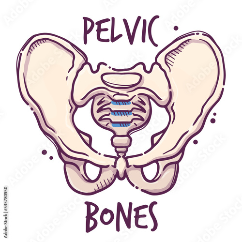 Pelvic. Humans and animals internal organs. Medical theme for posters, leaflets, books, stickers. Human organ anatomy. Vector hand drawn style illustration.