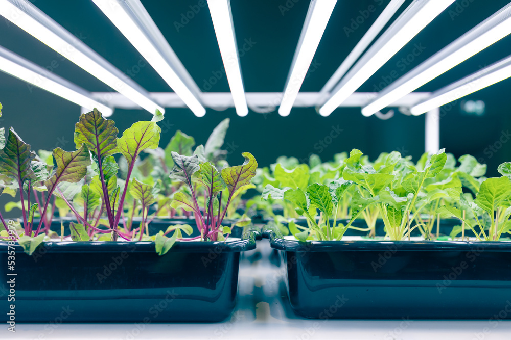 indoor food plant eco farming agriculture with LED lighting technology  growing in the building Stock-Foto | Adobe Stock