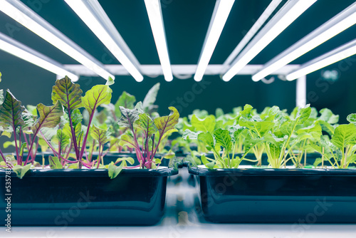 indoor food plant eco farming agriculture with LED lighting technology growing in the building