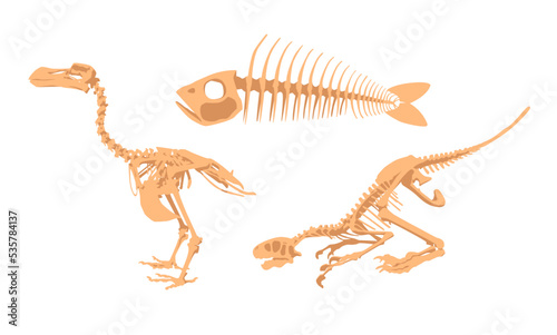A set of bones from excavations for the Paleontological museum. Skeletons of animals and dinosaurs. Illustration