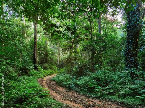 Path in a Rainforest, Usambara Mountains, Tanzania photo