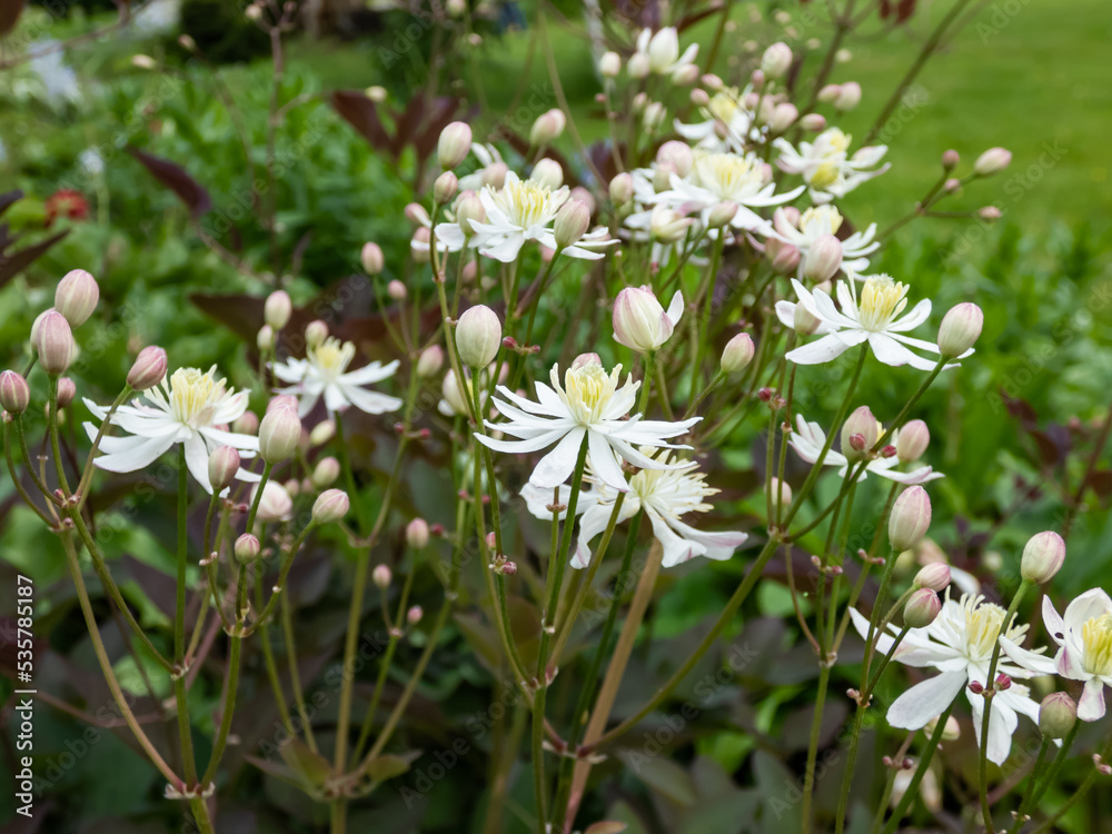 Purple ground clematis (Clematis recta var. atropurpurea). Leaves emerge purple and fade to dark green as the season progresses. Fragrant white star-shaped flowers Purple ground clematis (Clematis recta var. atropurpurea). Leaves emerge purple and fade to dark green as the season progresses. Fragrant white star-shaped flowers