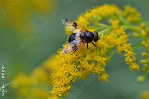 fly on yellow flower close up, an insect, makro, nature © Auslander86