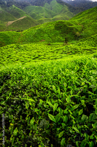 Rolling tea hills of Cameron Highlands in Malaysia