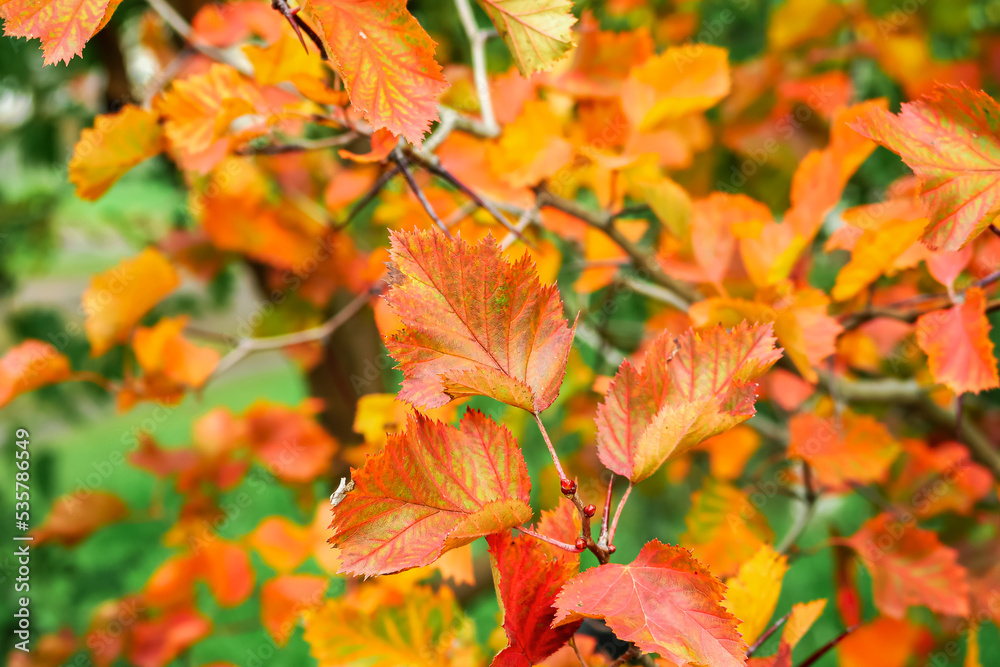 Obraz premium orange and red autumn leaves, beautiful autumn background