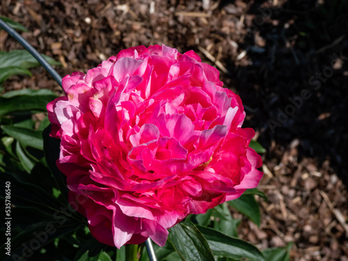 Fototapeta Naklejka Na Ścianę i Meble -  Peony (Paeonia lactiflora) 'Joker' flowering with rich pink double flowers with a blush of lilac overtones to the colour
