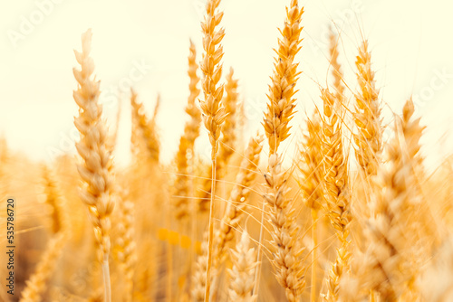 Golden wheat crop. Agriculture harvest with cereal plant crop background. Bread rye yellow grain on golden sky sunset.