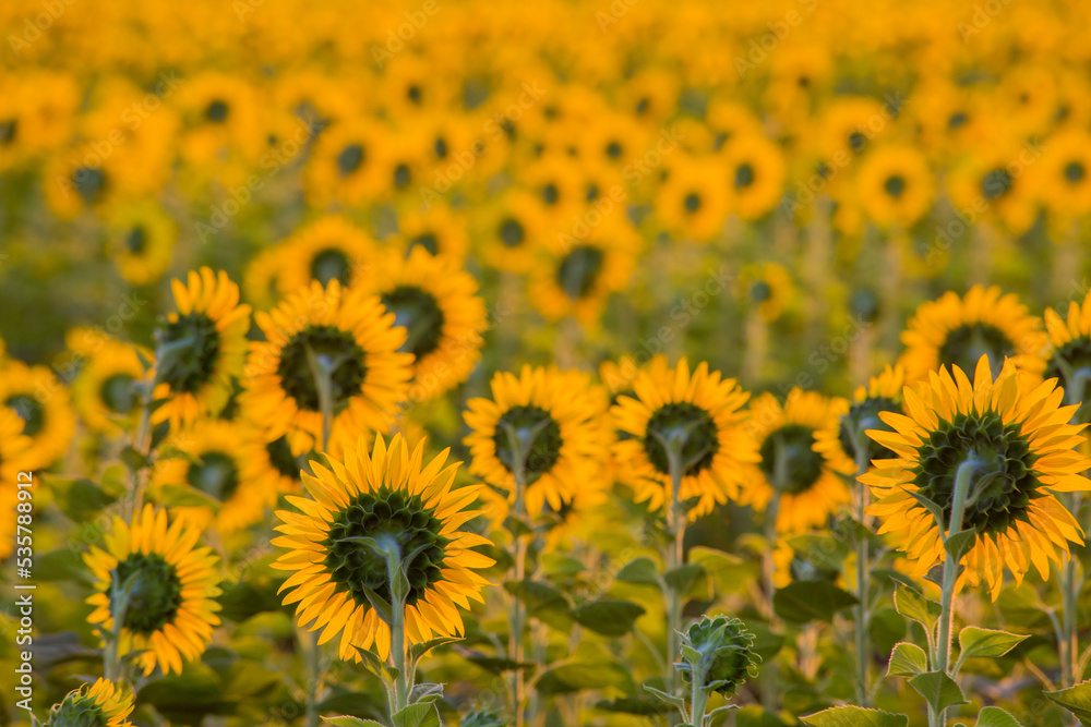 A beautiful sunflower field in the morning as a view from behind.