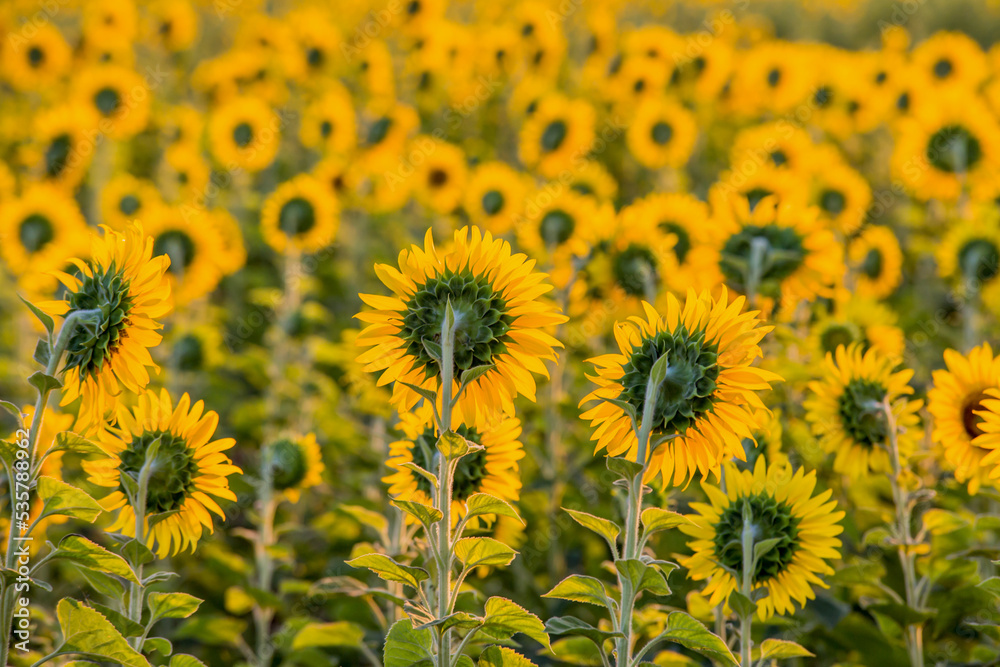 A beautiful sunflower field in the morning as a view from behind. A beautiful sunflower field in the morning as a view from behind.