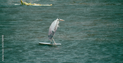 Perched Heron
