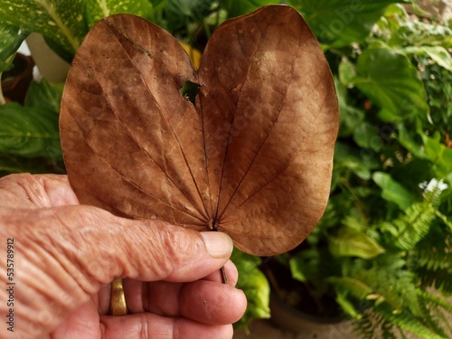 hands holding a leaf