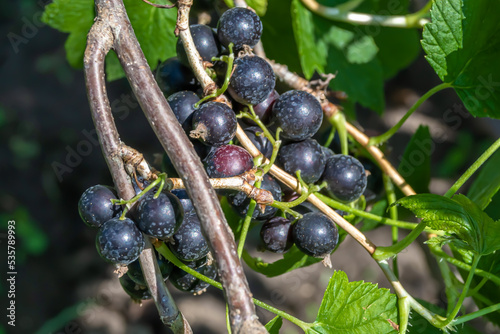 Beautiful berry branch black currant bush with natural leaves