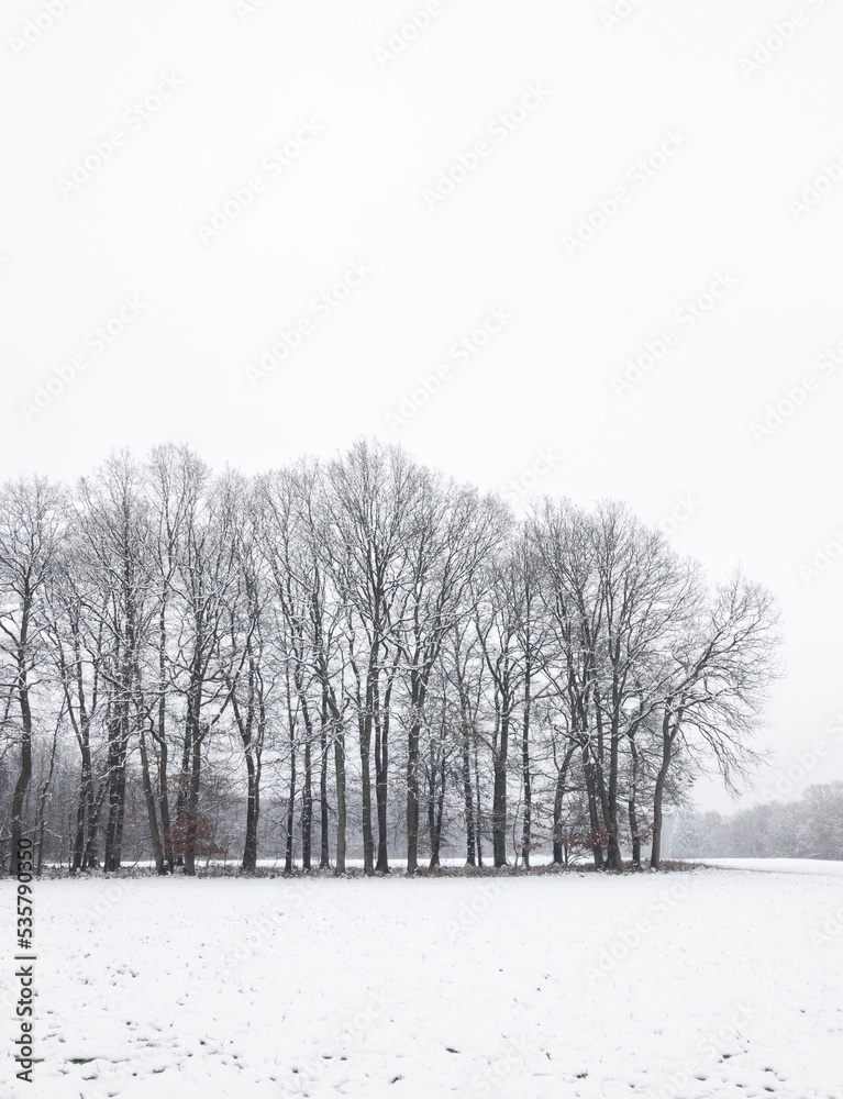 Obraz premium Row of trees in a snow covered field in the countryside during winter in Germany, Europe