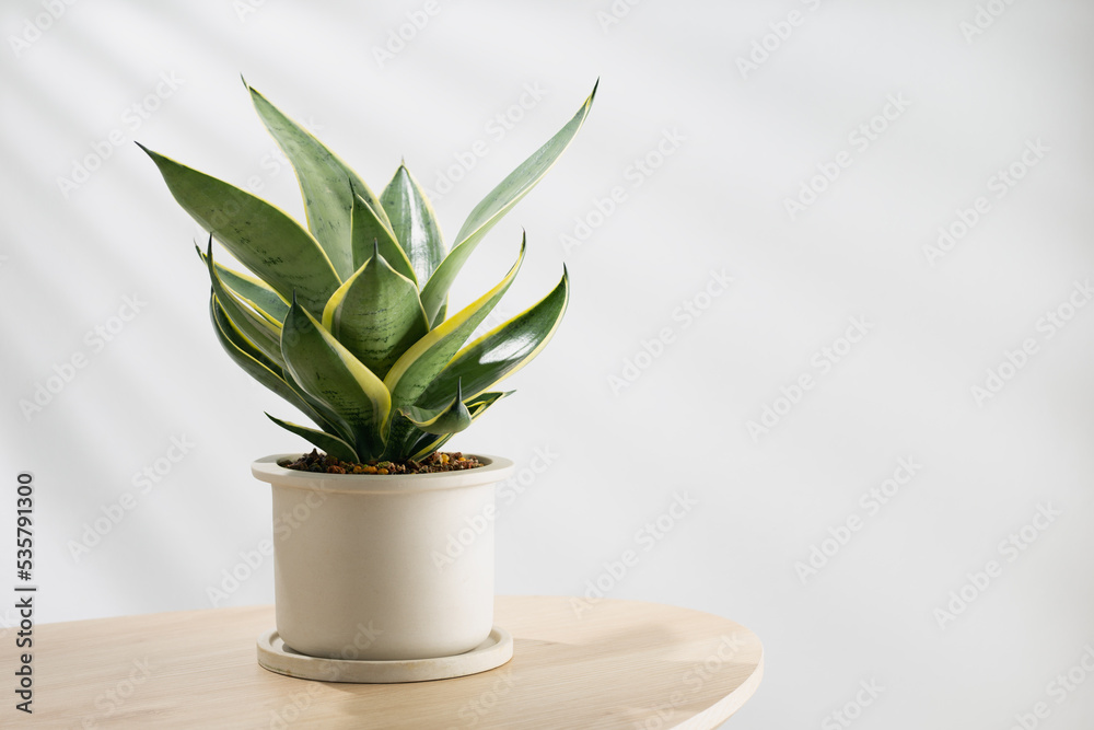 Decorative sansevieria plant on wooden table in living room. Sansevieria trifasciata Prain in gray ceramic pot. Decorative sansevieria plant on wooden table in living room. Sansevieria trifasciata Prain in gray ceramic pot.