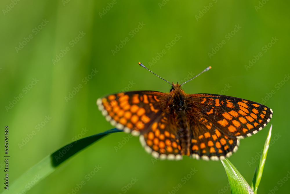 Pomarańczowo czarny motyl dzienny przeplatka atalia (Melitaea athalia), rusałkowate, siedzący na źdźble trawy (1). - obrazy, fototapety, plakaty 
