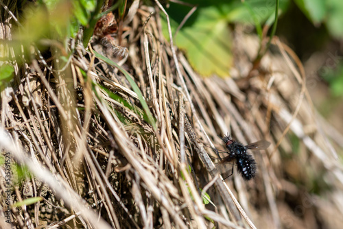 Czarno biała mucha odpoczywa na wyschniętej trawie.