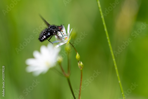 Czarno biała mucha pije nektar z białego kwiatka, rozmyte tło.