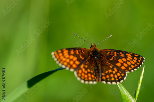 Pomara  czowo czarny motyl dzienny przeplatka atalia  Melitaea athalia   rusa  kowate  siedz  cy na   d  ble trawy  1 .