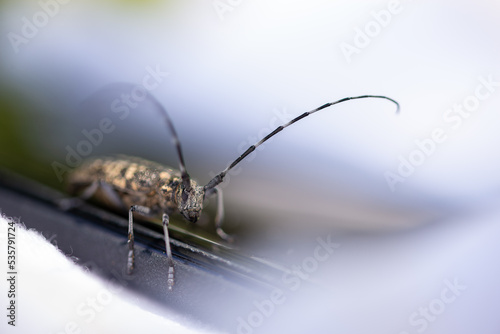 Chrząszcz z bardzo długimi czułkami, kózkowate (Cerambycidae), (3). © Grzegorz