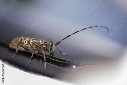 Chrząszcz z bardzo długimi czułkami, kózkowate (Cerambycidae), (2). photo